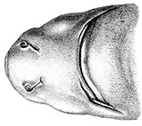 Centroscymnus crepidater_01.jpg